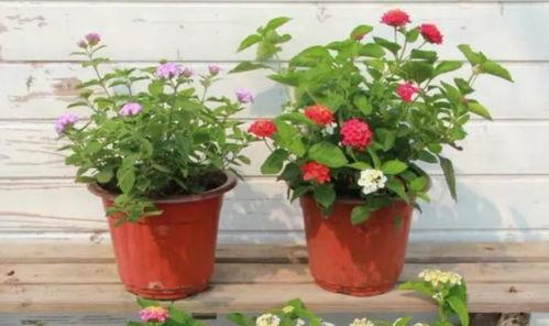 贵州男神最新爆料视频,最新爆料视频背后的惊人真相  第3张