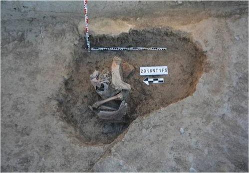 俄罗斯考古爆料视频播放,千年古文明重现世间